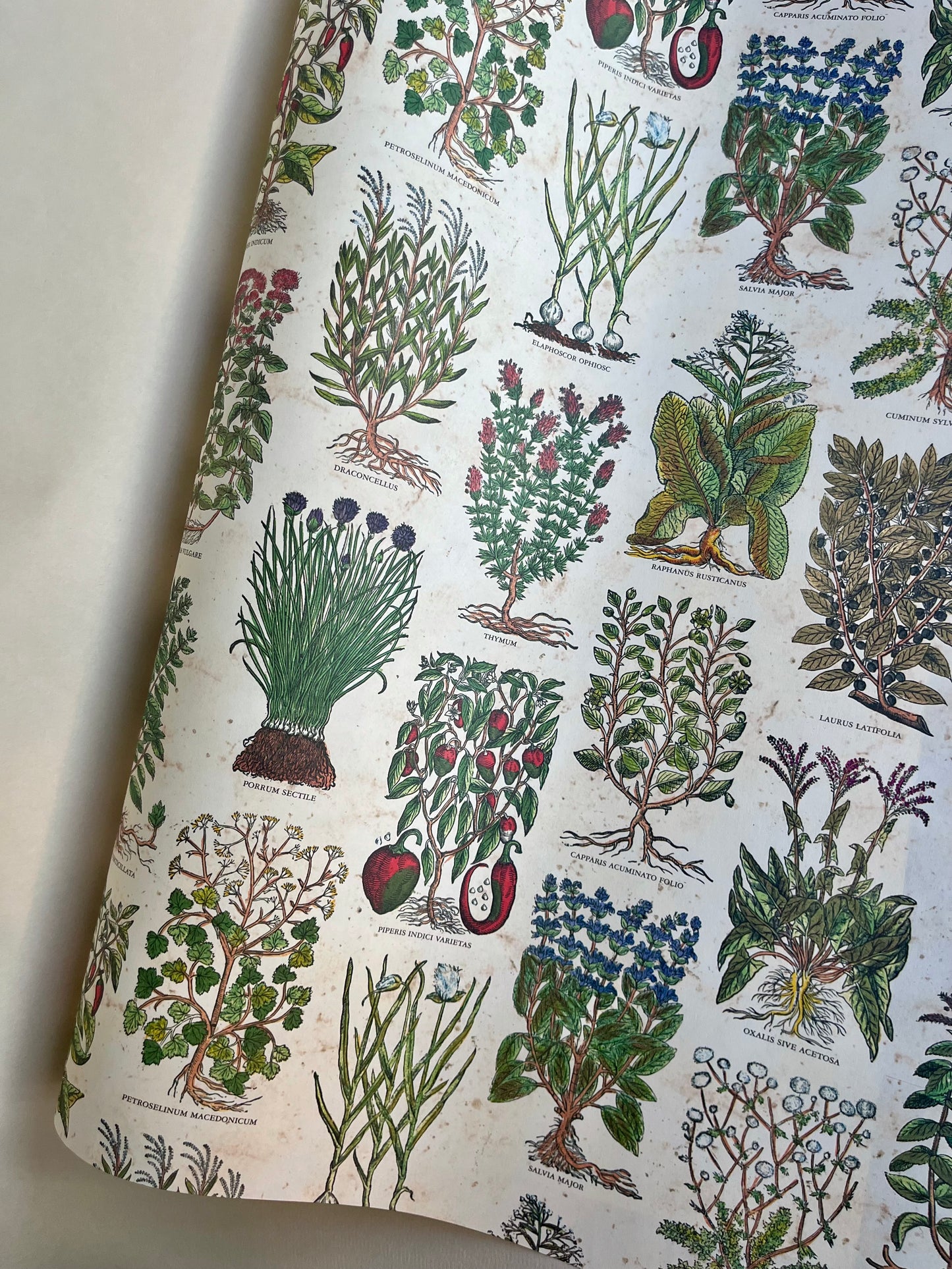 ITALIAN PAPERS | Tassotti | 50x70 cm