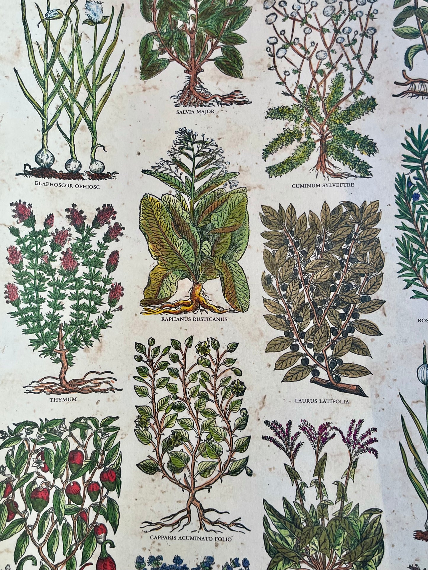 ITALIAN PAPERS | Tassotti | 50x70 cm